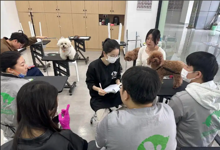 宿州市宠物剪毛宠物美容培训学校 - 方案